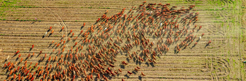a flock of farm animals grazing on farm - agriculture internet - Fireline Broadband